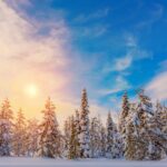 Lapponia Albero di Ghiaccio