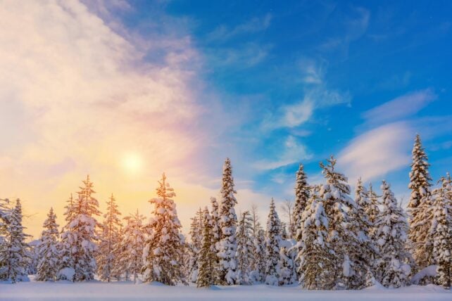 Lapponia Albero di Ghiaccio